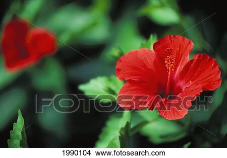 Picture - Hawaii, Red Hibiscus. Fotosearch