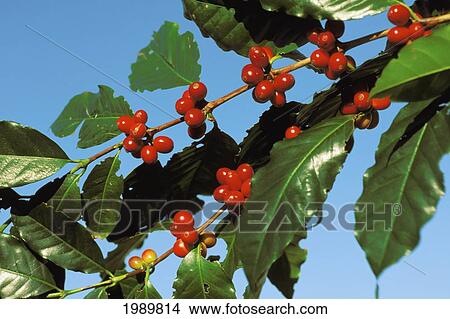 Hawaii, Red Ripe Coffee Cherry Ready To Be Picked On Plant, Clear Blue Sky Background View Large Photo Image Picture - Hawaii, Red Ripe Coffee Cherry Ready To Be Picked On Plant, Clear Blue Sky Background. Fotosearch