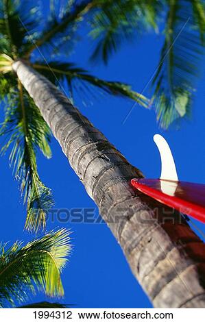 Hawaii, Red Surfboard With White Skeg Leans Up Against Tall Palm Tree View Large Photo Image Stock Image - Hawaii, Red Surfboard With White Skeg Leans Up Against Tall Palm Tree. Fotosearch