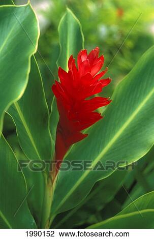 Stock Image - Hawaii, Red Torch Ginger. Fotosearch