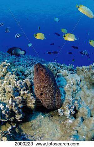 Stock Image - Hawaii, Reef Scene Close-Up Side View Yellow Margin Moral Eel Variety Tropical Fish (Gymnothorax Flavomarginatus) D1802. Fotosearch