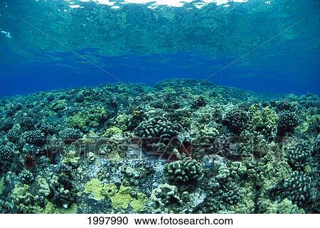 Hawaii, Reef Scene Shallow Coral Garden, Surface Visible, Reflections A91A View Large Photo Image Stock Image - Hawaii, Reef Scene Shallow Coral Garden, Surface Visible, Reflections A91A. Fotosearch