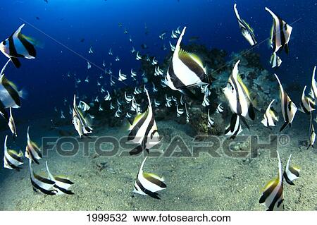 Stock Image - Hawaii, Reef Scene With Pennantfish (Heniochus Diphreutes) School C1971. Fotosearch
