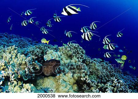 Stock Photo - Hawaii, Reef With Yellowmargin Moral Eel And Schooling Pennant Fish Gymnothorax Flavomarginatus (Heniochus Diphreutes). Fotosearch