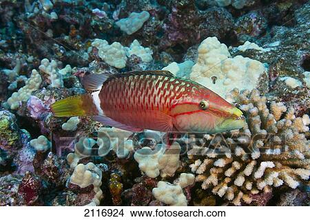 Picture - Hawaii, Ringtail wrasse (Oxycheilinus unifasciatus) swimming over a coral reef.. Fotosearch