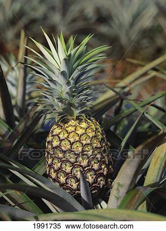 Hawaii, Ripe Pineapple Growing In Field, Ready For Harvest. View Large Photo Image Stock Photography - Hawaii, Ripe Pineapple Growing In Field, Ready For Harvest.. Fotosearch
