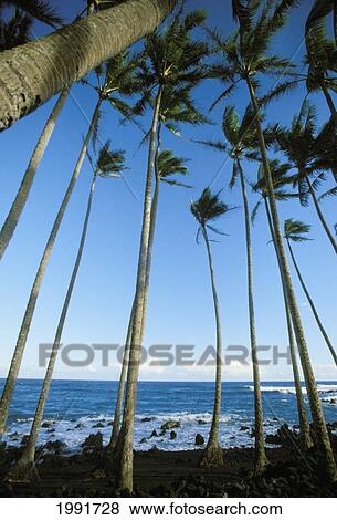 Stock Photo - Hawaii, Row Of Palms On Black Sand Beach.. Fotosearch