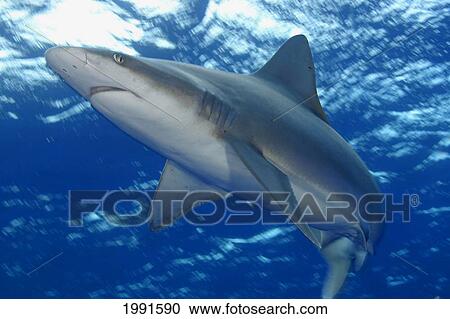 Stock Image - Hawaii, Sandbar Shark (Carcharhinus Plumbeus) In Motion Under Surface [For Use Up To 13X20 Only]. Fotosearch