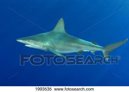 Stock Photography - Hawaii, Sandbar Shark (Carcharhinus Plumbeus) Swims Through Blue Ocean. Fotosearch