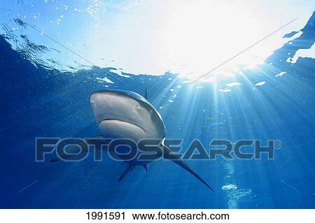 Stock Image - Hawaii, Sandbar Shark With Sunburst Sunrays Coming Through Surface [For Use Up To 13X20 Only]. Fotosearch