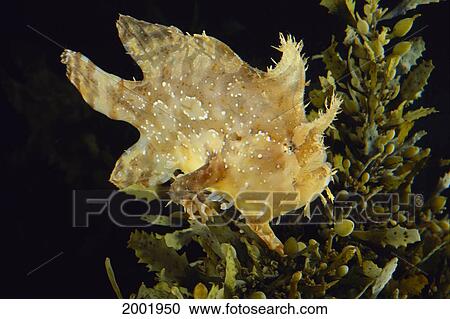 Hawaii, Sargassumfish (Histiro Histiro) On Sargassum Weed, Side View, Black Background View Large Photo Image Stock Image - Hawaii, Sargassumfish (Histiro Histiro) On Sargassum Weed, Side View, Black Background. Fotosearch