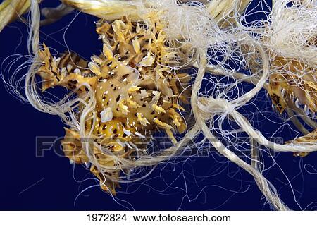 Picture - Hawaii, Sargasumfish (Histiro Histiro) At The Surface Stuck In Rope.. Fotosearch