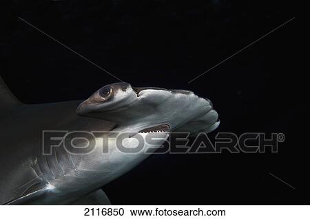 Stock Image - Hawaii, Scalloped hammerhead shark (Sphyrna lewini) on the ocean floor.. Fotosearch