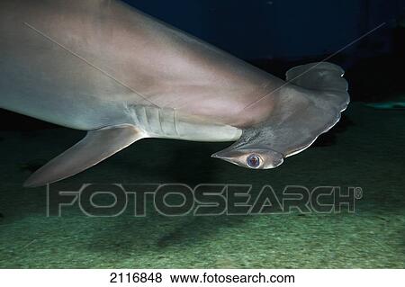 Stock Photo - Hawaii, Scalloped hammerhead shark (Sphyrna lewini) on the ocean floor.. Fotosearch