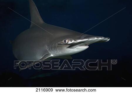 Stock Photo - Hawaii, Scalloped hammerhead shark (Sphyrna lewini) on the ocean floor.. Fotosearch