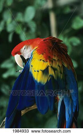 Hawaii, Scarlet Macaw (Ara Macao) On Tree Branch. View Large Photo Image Stock Image - Hawaii, Scarlet Macaw (Ara Macao) On Tree Branch.. Fotosearch
