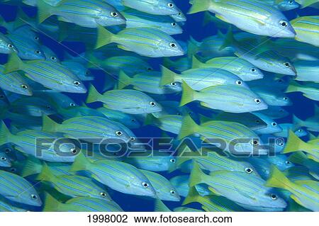 Stock Image - Hawaii, School Of Blue Stripe Snapper (Lutjanus Kasmira) Side View A84H. Fotosearch