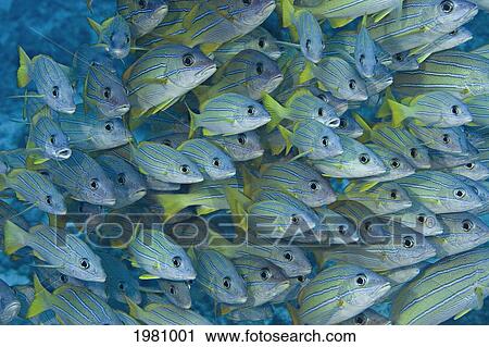Hawaii, School Of Bluestripe Snapper (Lutjanus Kasmira). View Large Photo Image Stock Image - Hawaii, School Of Bluestripe Snapper (Lutjanus Kasmira).. Fotosearch