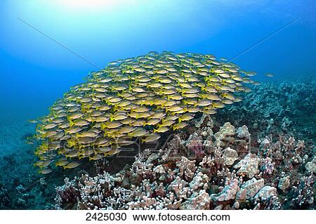 Hawaii, School of Bluestripe Snapper (Lutjanus kasmira) on the ocean floor. View Large Photo Image Stock Image - Hawaii, School of Bluestripe Snapper (Lutjanus kasmira) on the ocean floor.. Fotosearch