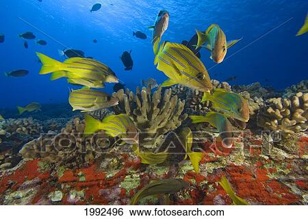 Stock Photograph - Hawaii, School Of Bluestripe Snappers (Lutjanus Kasmira) Among Coral Reef.. Fotosearch