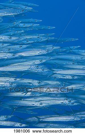 Hawaii, School Of Heller's Barracuda (Sphyraena Helleri). View Large Photo Image Stock Photograph - Hawaii, School Of Heller's Barracuda (Sphyraena Helleri).. Fotosearch
