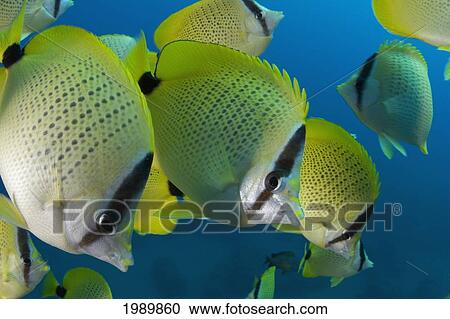 Hawaii, School Of Milletseed Butterflyfish (Chaetodon Miliaris) In Blue Water. View Large Photo Image Stock Image - Hawaii, School Of Milletseed Butterflyfish (Chaetodon Miliaris) In Blue Water.. Fotosearch