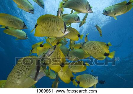 Hawaii, School Of Milletseed Butterflyfish (Chaetodon Miliaris) In Blue Water. View Large Photo Image Stock Image - Hawaii, School Of Milletseed Butterflyfish (Chaetodon Miliaris) In Blue Water.. Fotosearch