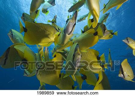 Stock Photo - Hawaii, School Of Milletseed Butterflyfish (Chaetodon Miliaris) In Blue Water.. Fotosearch
