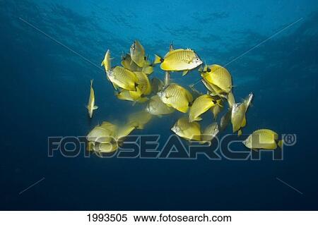 Stock Photography - Hawaii, School Of Milletseed Butterflyfish (Chaetodon Miliaris) Releasing Eggs And Sperm At Dusk Under A Full Moon. Fotosearch