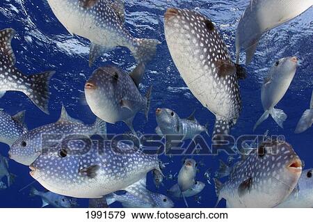 Stock Photo - Hawaii, School Of Pelagic Triggerfish [For Use Up To 13X20 Only]. Fotosearch