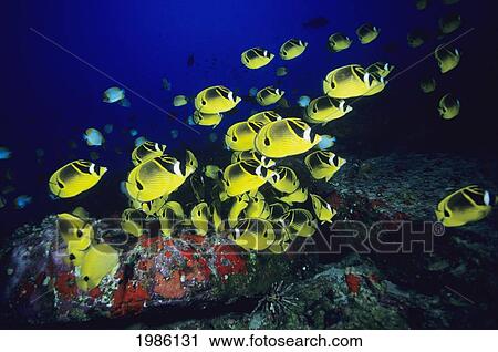Stock Image - Hawaii, School Of Raccoon Butterflyfish Feeding Along Reef.. Fotosearch
