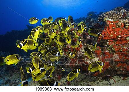 Hawaii, School Of Racoon Butterflyfish (Chaetodon Lunula) Along Reef. View Large Photo Image Stock Image - Hawaii, School Of Racoon Butterflyfish (Chaetodon Lunula) Along Reef.. Fotosearch