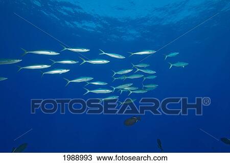 Stock Image - Hawaii, School Of Rainbow Runner Fish (Elegatis Bipinnulata). Fotosearch