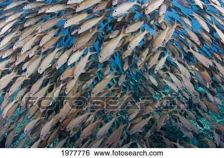 Hawaii, School Of Yellowfin Goatfish (Mulloidichthys Vanicolensis). View Large Photo Image Stock Photograph - Hawaii, School Of Yellowfin Goatfish (Mulloidichthys Vanicolensis).. Fotosearch