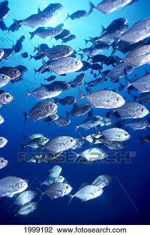 Hawaii, Schooling Bigeye Jacks (Caranx Sexfascoatis) B1903 View Large Photo Image Stock Image - Hawaii, Schooling Bigeye Jacks (Caranx Sexfascoatis) B1903. Fotosearch