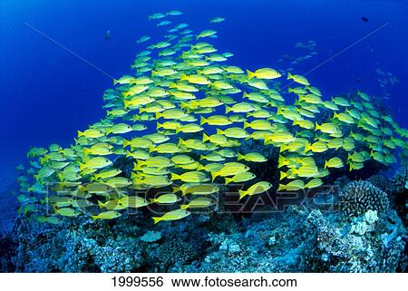 Stock Photograph - Hawaii, Schooling Bluestripe Snapper (Lutjanus Kasmira) Coral Reef C1929. Fotosearch