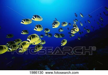Hawaii, Schooling Raccoon Butterflyfish (Chaetodon Lunula) Over Reef. View Large Photo Image Stock Image - Hawaii, Schooling Raccoon Butterflyfish (Chaetodon Lunula) Over Reef.. Fotosearch