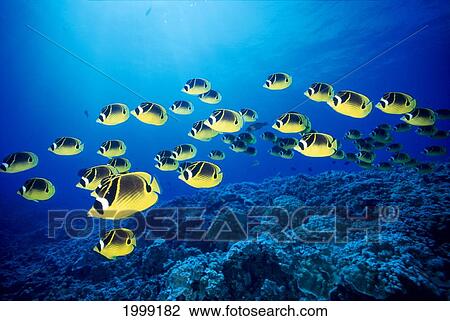 Stock Image - Hawaii, Schooling Raccoon Butterflyfish (Chaetodon Lunula) B1938. Fotosearch