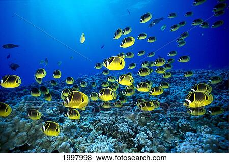 Stock Photo - Hawaii, Schooling Raccoon Butterflyfish (Chaetodon Lunula) Blue Ocean A82C. Fotosearch