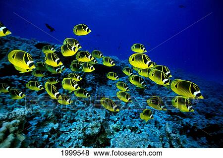 Hawaii, Schooling Raccoon Butterflyfish Over Reef (Chaetodon Lunula) C1914 View Large Photo Image Stock Photo - Hawaii, Schooling Raccoon Butterflyfish Over Reef (Chaetodon Lunula) C1914. Fotosearch