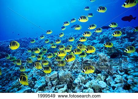 Stock Photo - Hawaii, Schooling Raccoon Butterflyfish In Bright Blue Ocean (Chaetodon Lunula) C1960. Fotosearch