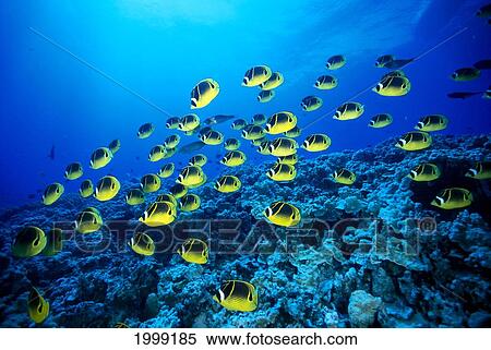 Stock Photography - Hawaii, Schooling Raccoon Butterflyfish (Chaetodon Lunula) B1913. Fotosearch