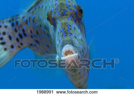Stock Image - Hawaii, Scrolled Filefish (Aluterus Scriptus) Closeup In Blue Sea.. Fotosearch
