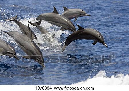 Hawaii, Seven Spinner Dolphin (Stenella Longirostris) Leap Into The Air At The Same Time. View Large Photo Image Picture - Hawaii, Seven Spinner Dolphin (Stenella Longirostris) Leap Into The Air At The Same Time.. Fotosearch