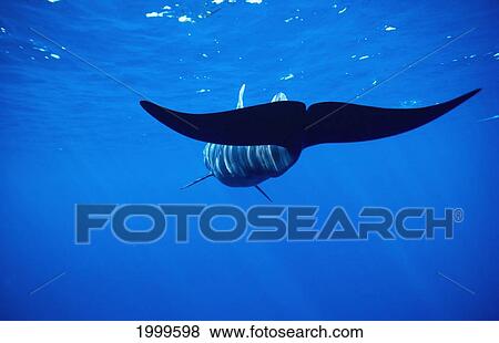 Hawaii, Short-Fin Pilot Whale Rear View Of Tail Near Surface With Reflections (Globiephala Macrohynchus) C2007 View Large Photo Image Stock Photo - Hawaii, Short-Fin Pilot Whale Rear View Of Tail Near Surface With Reflections (Globiephala Macrohynchus) C2007. Fotosearch
