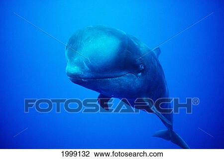 Stock Image - Hawaii, Short-Fin Pilot Whale (Globiephala Macrohynchus) Looking Into Camera B2002. Fotosearch
