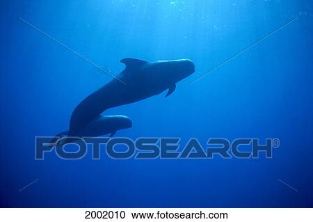 Hawaii, Short-Fin Pilot Whale, Two Swim Underwater (Globicephala Macrorhynchus) View Large Photo Image Stock Image - Hawaii, Short-Fin Pilot Whale, Two Swim Underwater (Globicephala Macrorhynchus). Fotosearch