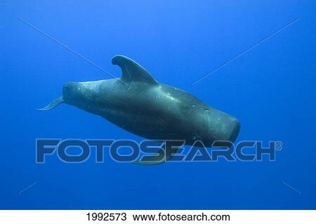 Stock Image - Hawaii, Short-Finned Pilot Whale (Globicephala Macrorhynchus) Swims Underwater. Fotosearch