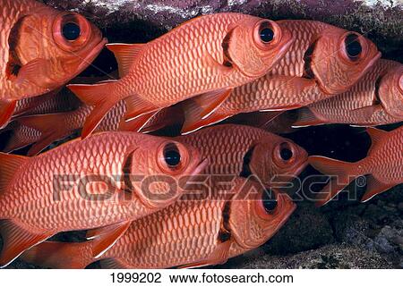 Hawaii, Shoulderbar Soldierfish (Myripristis Kuntee) Close-Up Group B1919 View Large Photo Image Stock Image - Hawaii, Shoulderbar Soldierfish (Myripristis Kuntee) Close-Up Group B1919. Fotosearch