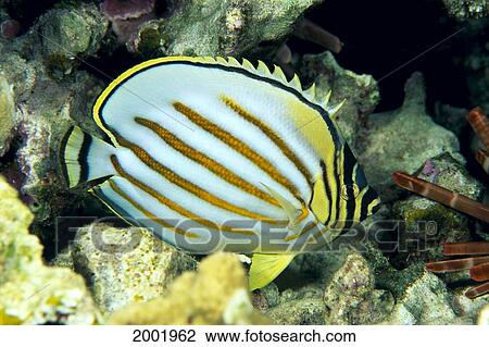 Stock Image - Hawaii, Side Back View Of Orange Striped Ornate Butterflyfish (Chaetodon Ornatissimus). Fotosearch